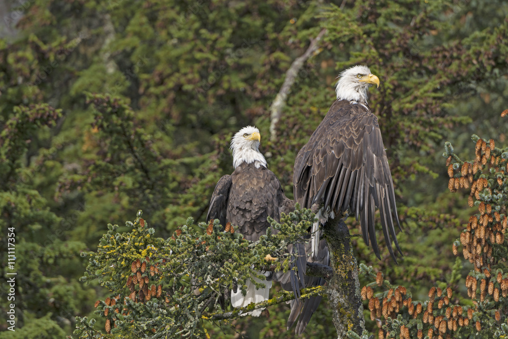 Fototapeta premium Two Bald Eagles in a Spruce Tree