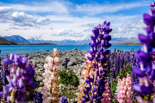 Flowers with lake, mountains and a blue sky on the background Lake tekapo in the South Island of New Zealand photo