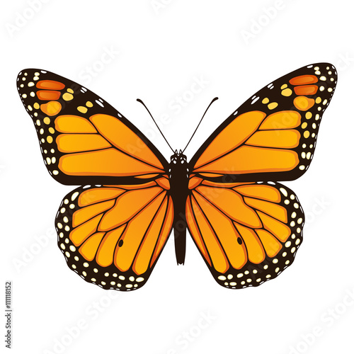 Vászonkép Monarch butterfly. Hand drawn vector illustration