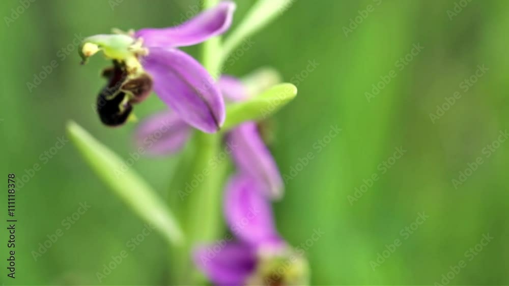ophrys apifera (Bee orchid) wild flower in nature on a green background