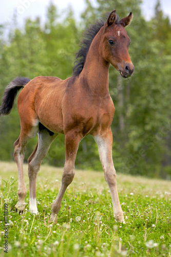 Curious Bay Arabian Horse Foal walking in meadow