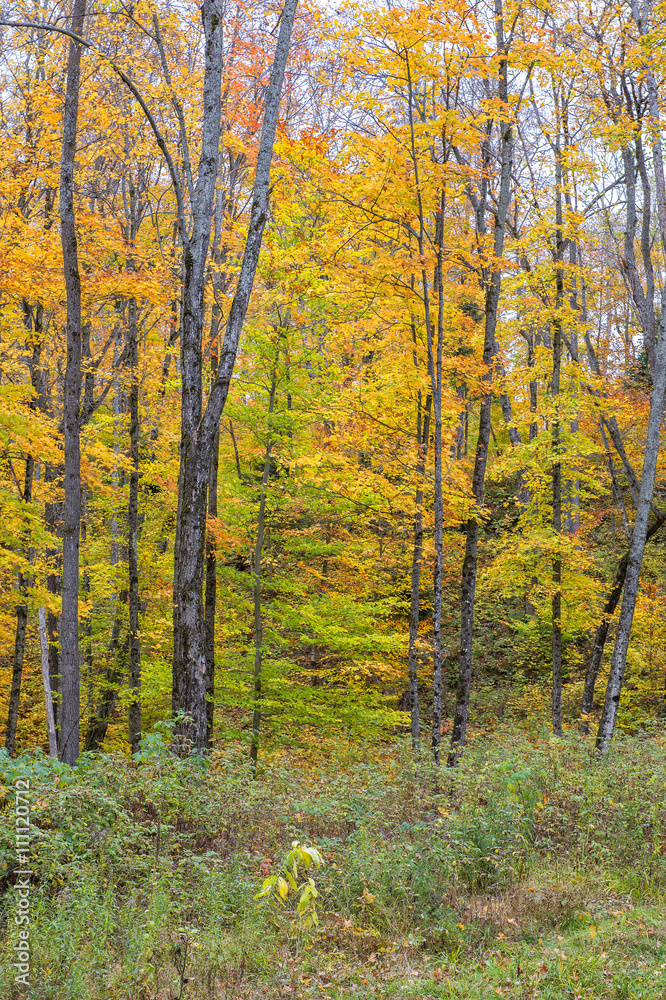 Beautiful Colorful Autumn Leaves
