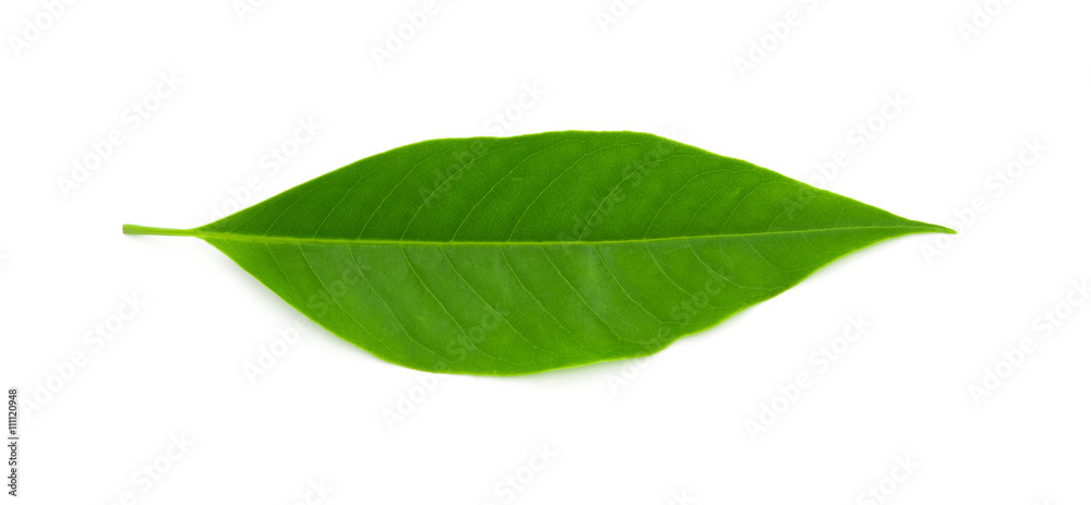 Fototapeta premium green leaf on a white background