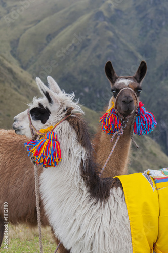 Llamas domésticas