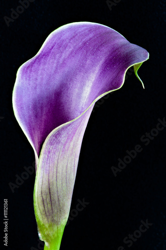 Purple Calla Lilly photo