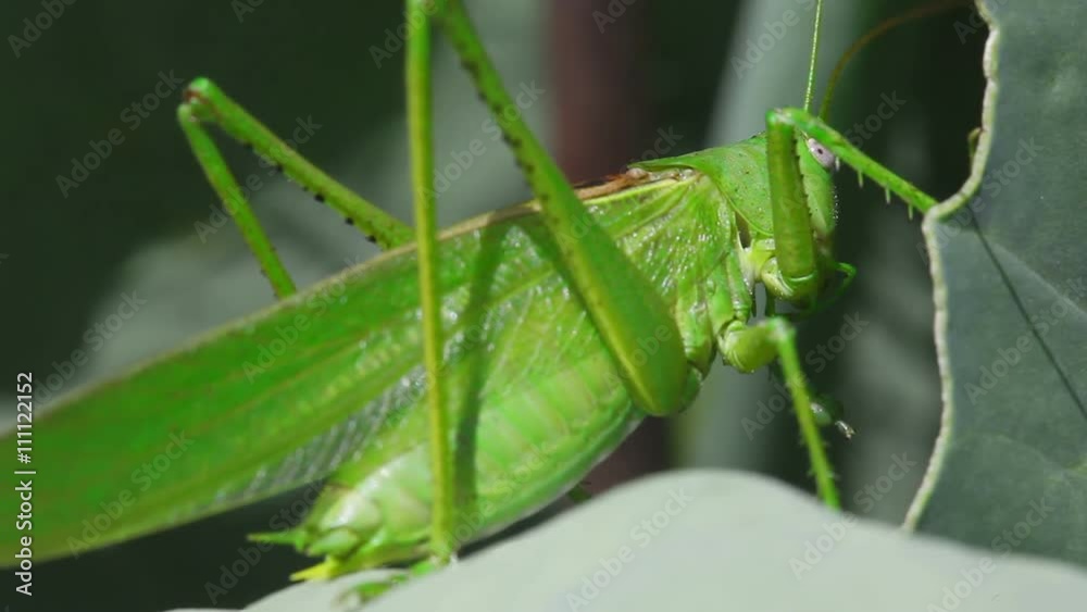 Big Green locust close-up Big Green locust close-up