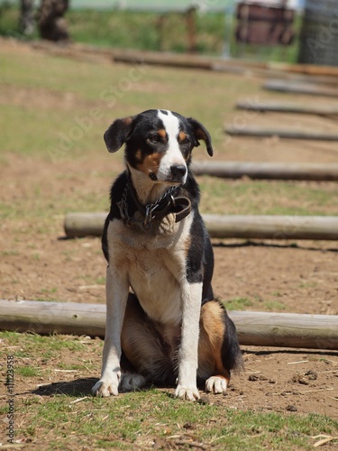 牧羊犬 ストロングアイ ヘディングドッグという種類の犬 Stock Photo Adobe Stock
