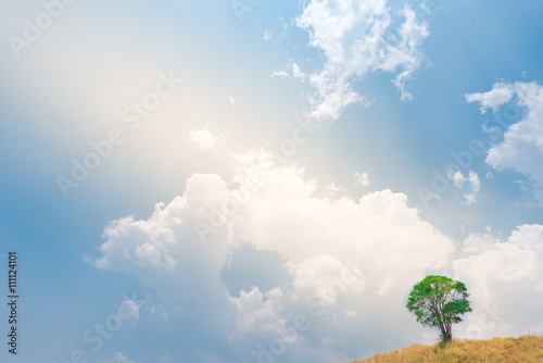 Sunbeam shining at lonely tree against a blue sky © interstid