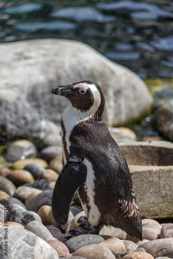 Naklejka premium African Penguin (Spheniscus demersus)