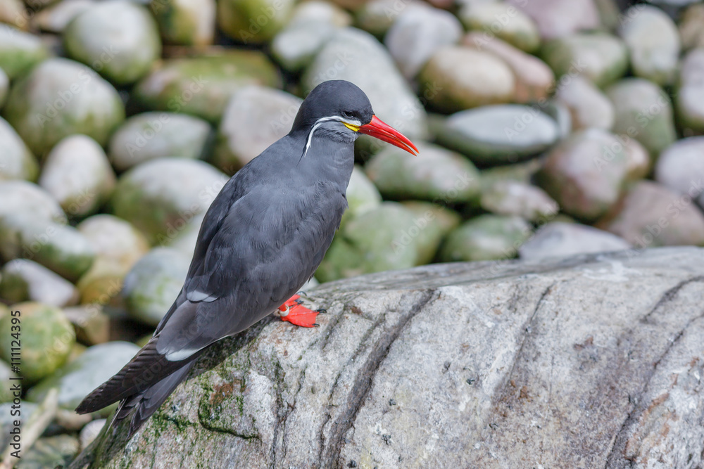 Obraz premium Inca Tern (Larosterna inca)