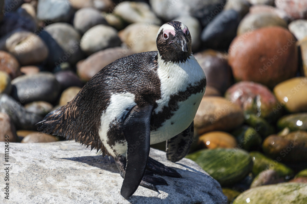Naklejka premium African Penguin (Spheniscus demersus)