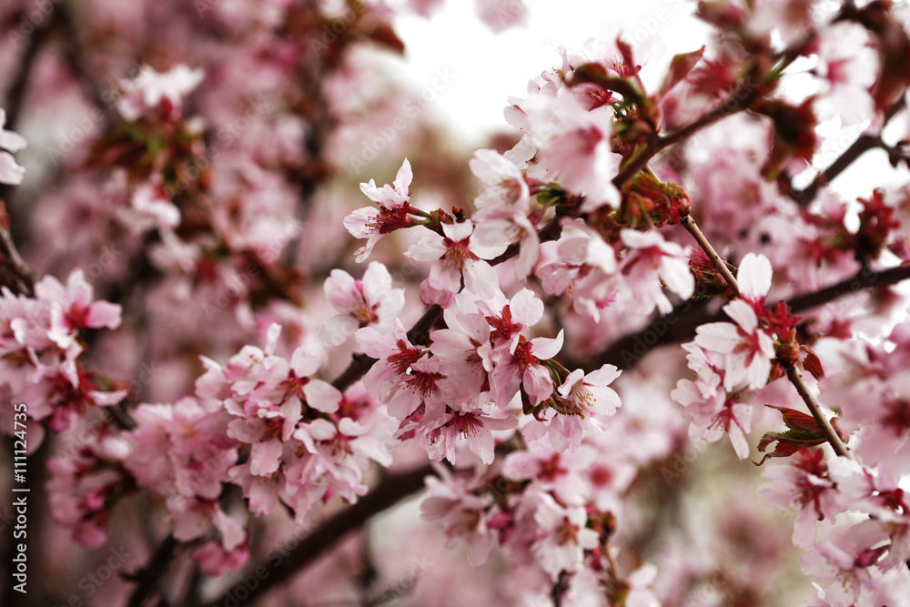 Pink cherry blossoms in garden outdoors close up