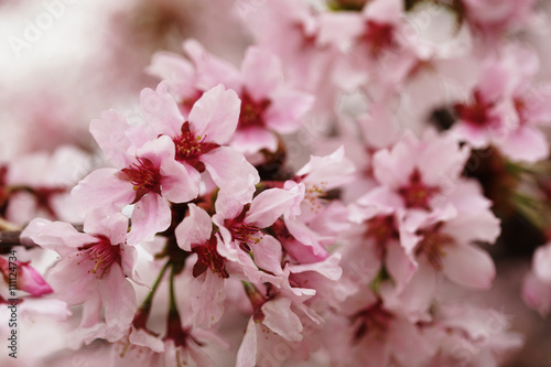 Pink cherry blossoms in garden outdoors close up