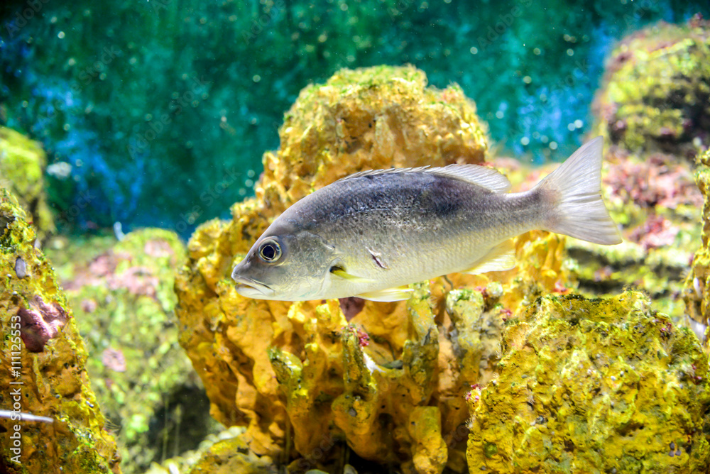 colorful fish .