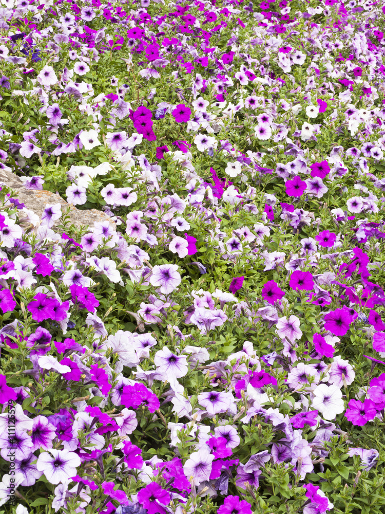 view of pink flowers in garden. view of pink flowers in garden.