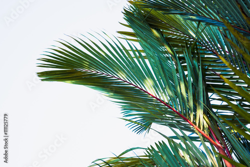 palm tree Cyrtostachys renda Blume