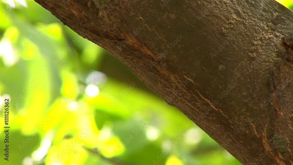 Big, fat tree branch
