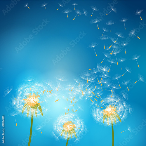Dandelion flower with seeds flying away with the wind - vector nature background