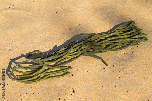 Closeup of green sea fingers sponge seaweed (Codium fragile) on the sand in Australia photo