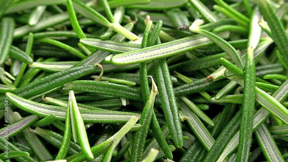 Heap of fresh Rosemary as not loopable 4K UHD footage Heap of fresh Rosemary as not loopable 4K UHD footage