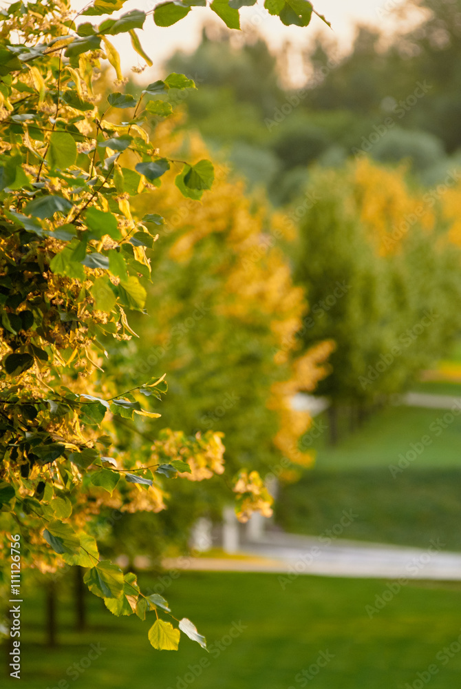 Obraz premium Branch of linden flowers in park