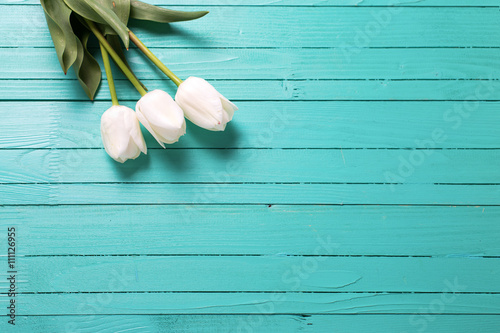 Fototapeta Naklejka Na Ścianę i Meble -  Tulipss flowers