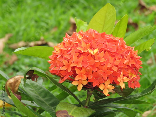 big Red flower