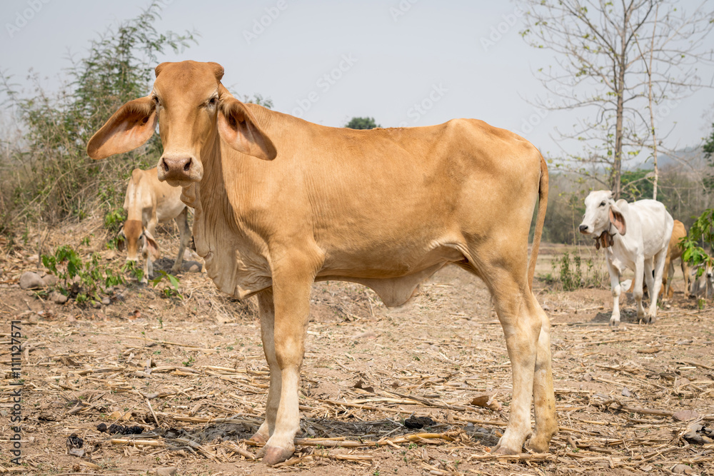 Beef cattle Hindu Brazil