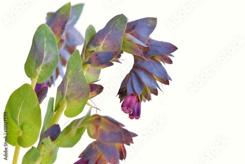 cerinthe major purpurascens blue honeywort photo