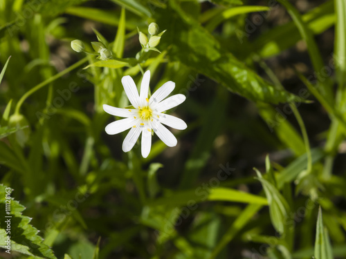 Flower Greater stitchwort  Stellaria holostea  with bokeh background  macro  selective focus  shallow DOF