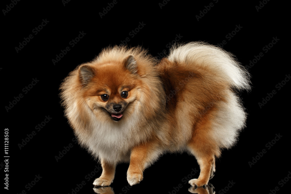 Fluffy Cute Red Pomeranian Spitz Dog Standing isolated on Black