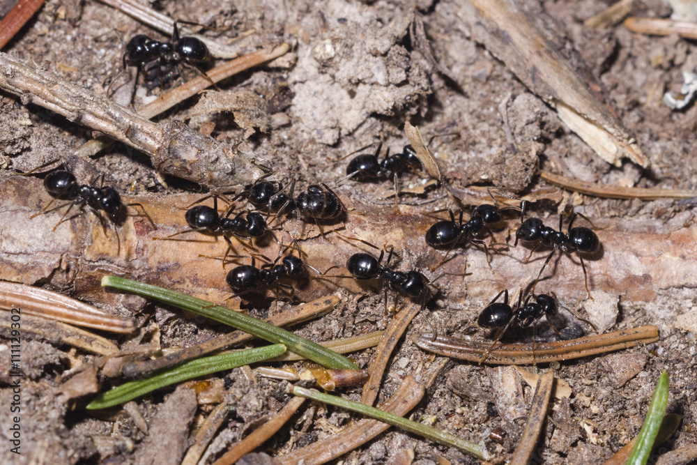 Ants lasius nigra trail on ground in woods, close-up, selective focus