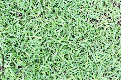 grass top view closeup