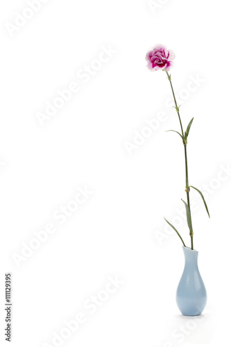 a long stemmed purple carnation in the vase