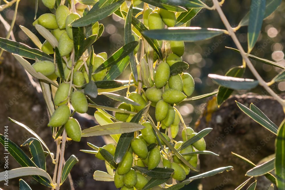 backlit green olives on olive tree backlit green olives on olive tree