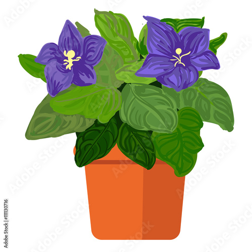 Vector illustration plant in pot. Violet photo