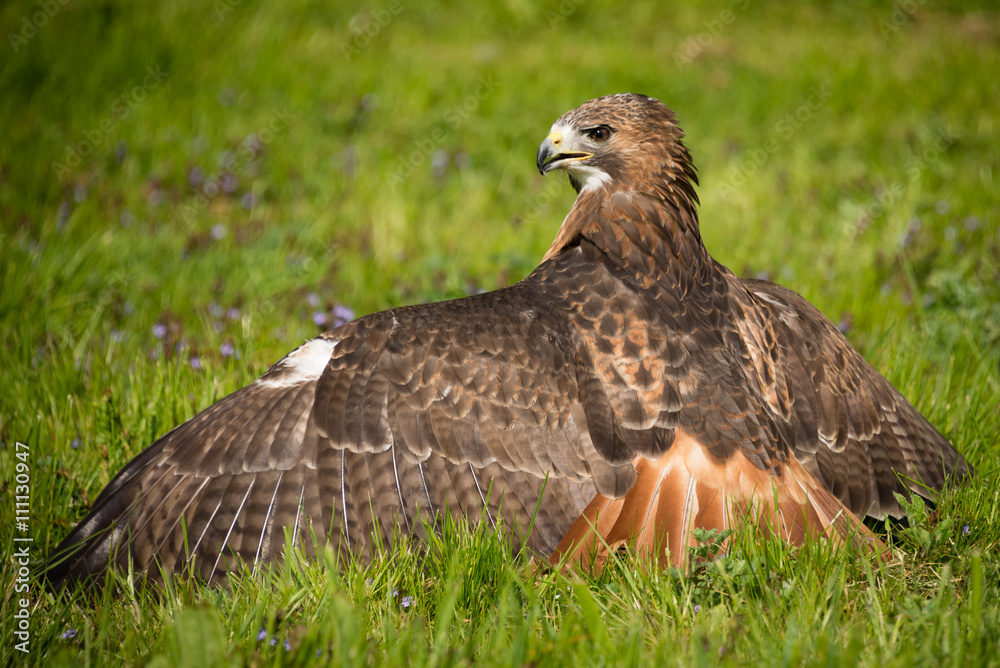 Naklejka premium looking from the back, a red tailed hawk on the ground with wings spread out facing to the left and showing feather detail