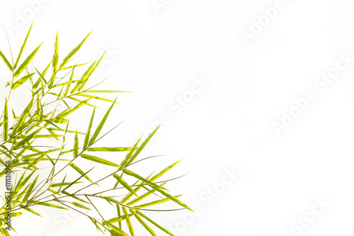 Bamboo leaves Isolated on white background 