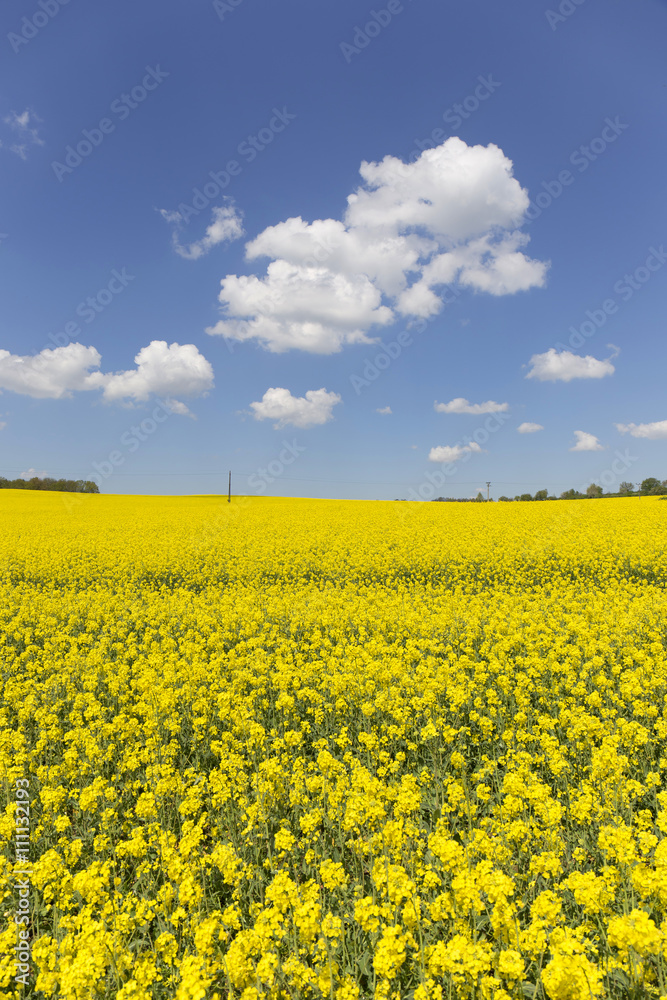 Obraz premium The Field of the Rape
