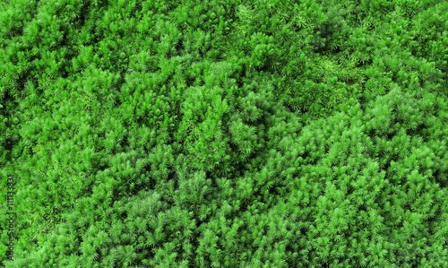 Coniferous bushes, twigs of juniper, green needles texture, Twigs green needles of a fur-tree. Background.