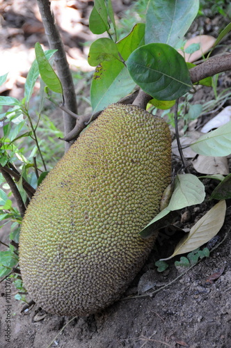 The bread fruit on the island of Sri Lanka.