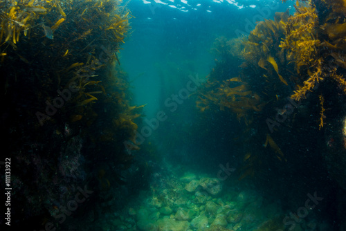 Seaweed © divedog