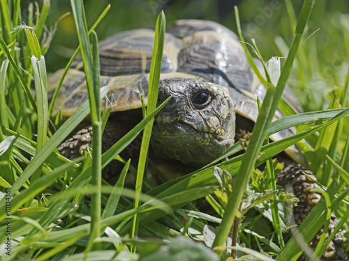 Juvenile greek tortoise (Testudo graeca) 