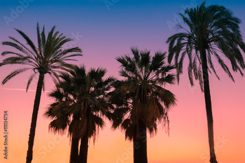 Vintage tropic palm trees against sky at sunset light © vvvita
