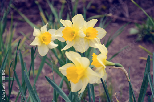 Yellow daffodils with green leaves