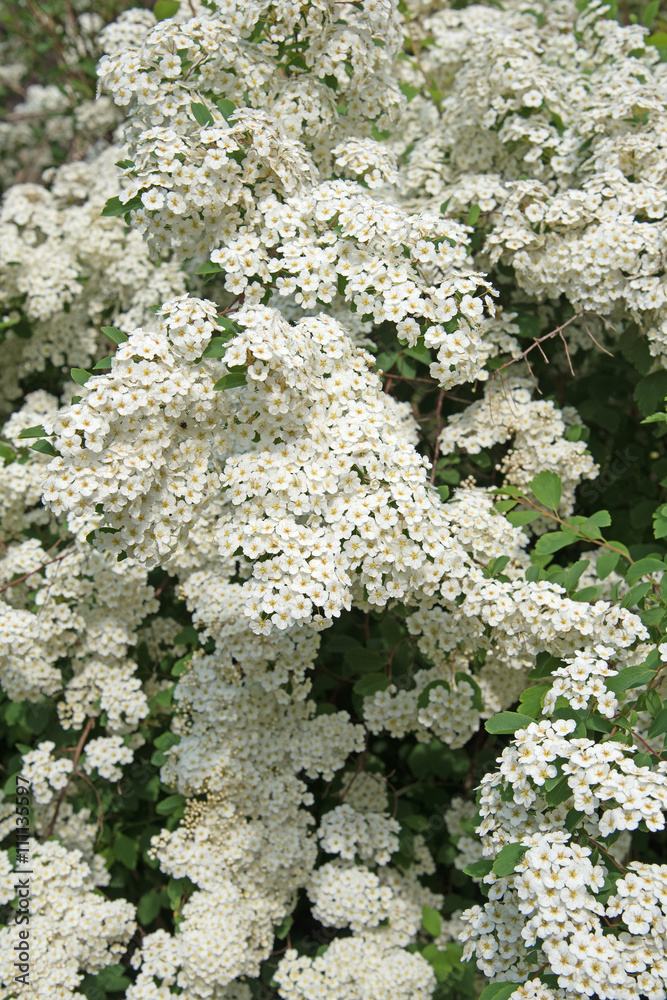 Spierstrauch, Spiraea, Brautspiere, Schneespiere Spierstrauch, Spiraea, Brautspiere, Schneespiere
