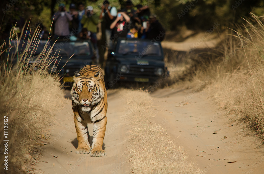 Obraz premium A Male Bengal Tiger marking his territory.Image taken during a tiger safari at Bandhavgarh national park in the state of Madhya Pradesh in India.Scientific name- Panthera Tigris Image Date: 10/01/2016