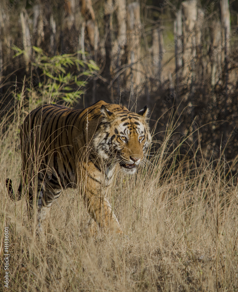 A Male Bengal Tiger marking his  taken during a tiger safari  at Bandhavgarh national park in the state of Madhya Pradesh in   name- Panthera Tigris Image Date: 10/01/2016 Stock Photo |
