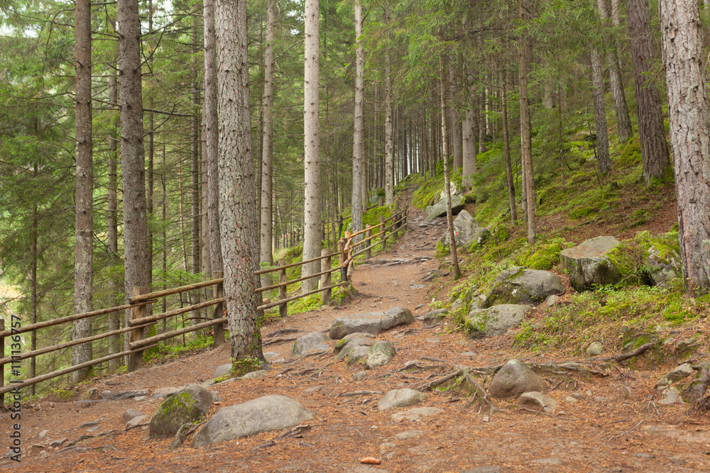 inside a typical forest of the Italian Alps a path brings you lo inside a typical forest of the Italian Alps a path brings you lo