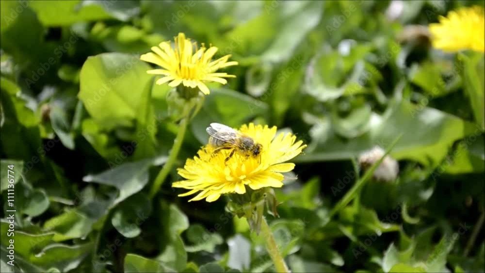 Bee collects pollen on flower of the dandelion